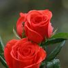 dawood.hun.yaar
