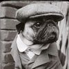 pugberto.2