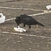 ze.crow.tiktok