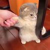 pet_babylover💕