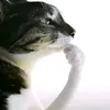 nescaukkj0