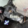 areosfn