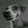 bobr_kamikadze