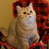THPAW