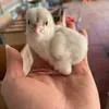 tiktoko0o2