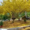 bonsai_caykieng68