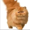 salamx128