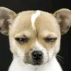 animals.funny118