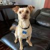 dog_mamaa