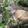 keep_slothing_around72