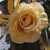 hanadi77278160616