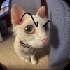 cat_green82