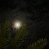 rawan.alhajri