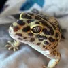 littlelokiluci