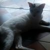 yeni35607