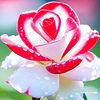 walid.drsi
