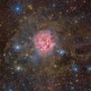 rose66851