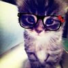 stopcattorturegroups