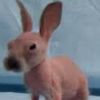 shavedrabbit1
