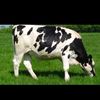 grdariyfarm339