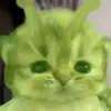 ashiraxidk