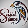 sajidbirds3