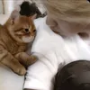 was_leopard
