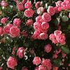 rosa.perez0875