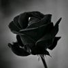 shifa_0003