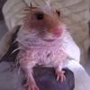 foxi_8431