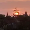 .majoja