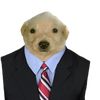 Doge Entrepreneur