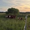 ohio.homesteading.mama