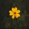 iris.cherry.p..ag