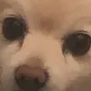 david_oleg_jojo