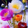 abul.majeed6
