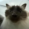 j_dogm8