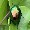 goldenbeetle_21