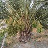 rasulrabiei