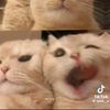 botshaggy