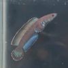 16snakehead