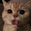 Kucing Garong