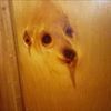 imbeddeddog