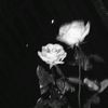 only_sykr11