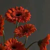 rayn_mais4