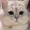khanhngoclc86