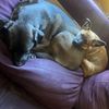 i.love.puppies82