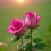 muhammadburhan435