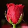 user157007996184