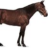 majestic_horsey